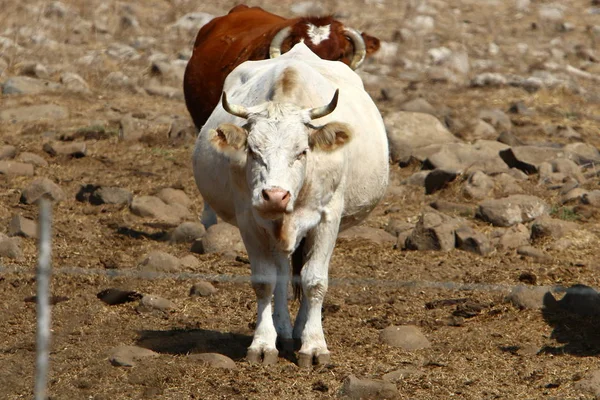 Dans Une Clairière Nord Israël Grand Troupeau Vaches Paissent — Photo