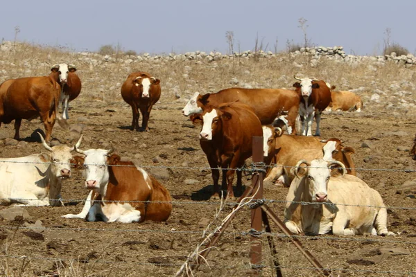 Dans Une Clairière Nord Israël Grand Troupeau Vaches Paissent — Photo