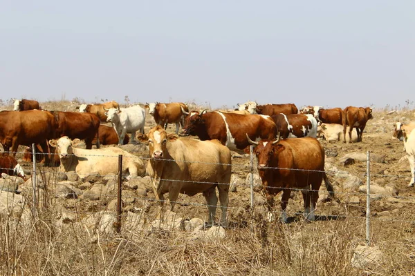 Dans Une Clairière Nord Israël Grand Troupeau Vaches Paissent — Photo