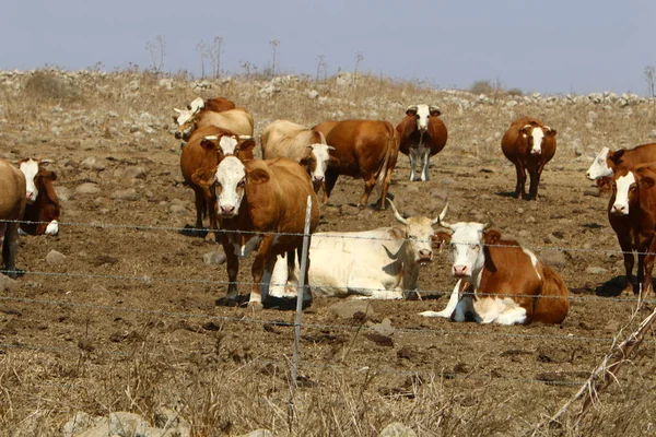 Dans Une Clairière Nord Israël Grand Troupeau Vaches Paissent — Photo