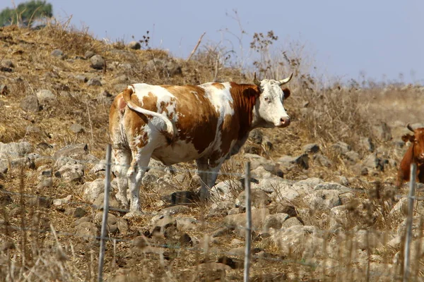 Dans Une Clairière Nord Israël Grand Troupeau Vaches Paissent — Photo