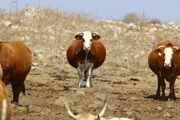 Dans Une Clairière Nord Israël Grand Troupeau Vaches Paissent — Photo