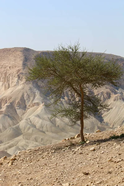 Негев Пустеля Близькому Сході Півдні Ізраїлю — стокове фото