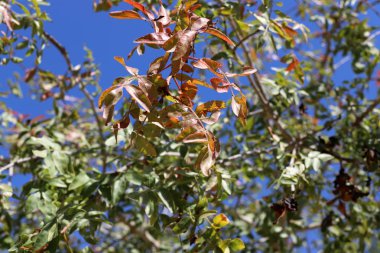 İsrail devletinin kuzeyindeki bir şehir parkında renkli sonbahar yaprakları 