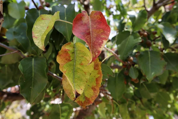 Farbenfrohe Herbstblätter Einem Stadtpark Norden Des Bundesstaates Israel — Stockfoto