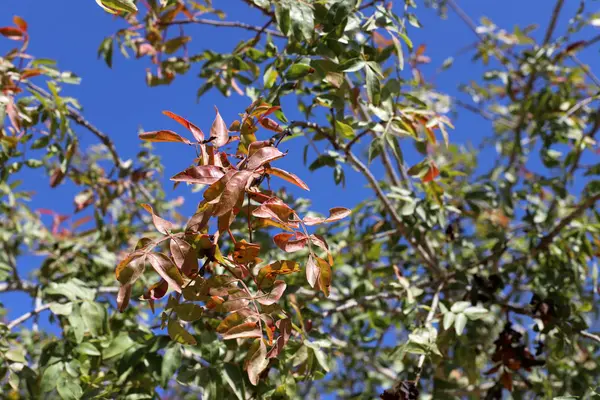 Красочные Осенние Листья Городском Парке Севере Израиля — стоковое фото