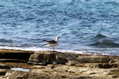 İsrail devletinin kuzeyinde Akdeniz'in ıssız kıyıları 