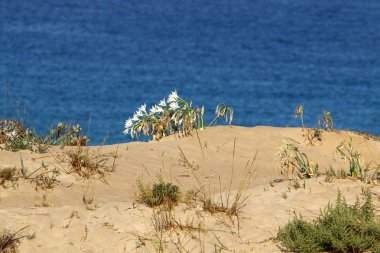 İsrail devletinin kuzeyinde Akdeniz'in ıssız kıyıları 