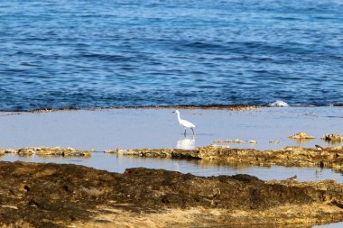 İsrail devletinin kuzeyinde Akdeniz'in ıssız kıyıları 