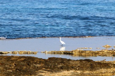 İsrail devletinin kuzeyinde Akdeniz'in ıssız kıyıları 