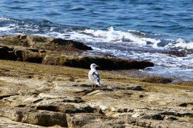 İsrail devletinin kuzeyinde Akdeniz'in ıssız kıyıları 