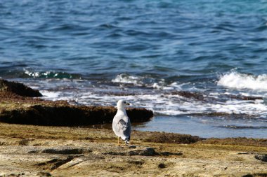 İsrail devletinin kuzeyinde Akdeniz'in ıssız kıyıları 