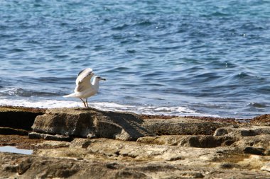 İsrail devletinin kuzeyinde Akdeniz'in ıssız kıyıları 