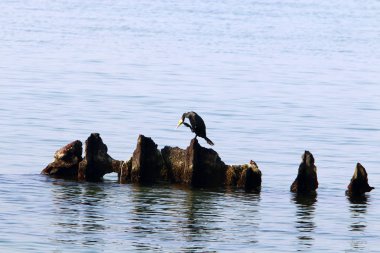 İsrail devletinin kuzeyinde Akdeniz'in ıssız kıyıları 