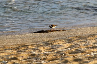 İsrail devletinin kuzeyinde Akdeniz'in ıssız kıyıları 