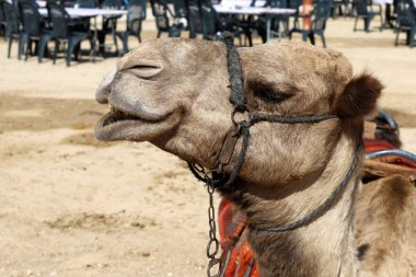 İsrail 'in güneyindeki Negev çölündeki bir Bedevi köyünde tek hörgüçlü develer yaşıyor. 