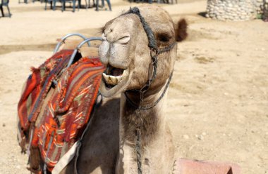 İsrail 'in güneyindeki Negev çölündeki bir Bedevi köyünde tek hörgüçlü develer yaşıyor. 