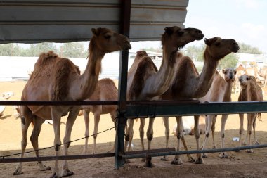 İsrail 'in güneyindeki Negev çölündeki bir Bedevi köyünde tek hörgüçlü develer yaşıyor. 