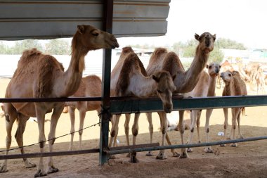 İsrail 'in güneyindeki Negev çölündeki bir Bedevi köyünde tek hörgüçlü develer yaşıyor. 