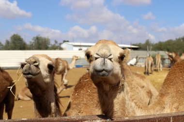 İsrail 'in güneyindeki Negev çölündeki bir Bedevi köyünde tek hörgüçlü develer yaşıyor. 