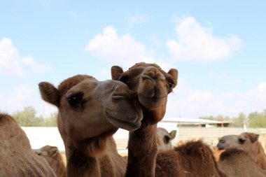 İsrail 'in güneyindeki Negev çölündeki bir Bedevi köyünde tek hörgüçlü develer yaşıyor. 