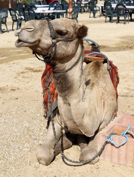 Camelos Com Uma Corcunda Vivem Berçário Uma Aldeia Beduína Deserto — Fotografia de Stock