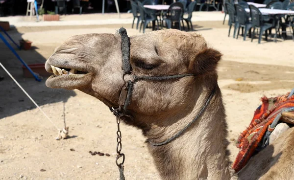 Camelos Com Uma Corcunda Vivem Berçário Uma Aldeia Beduína Deserto — Fotografia de Stock