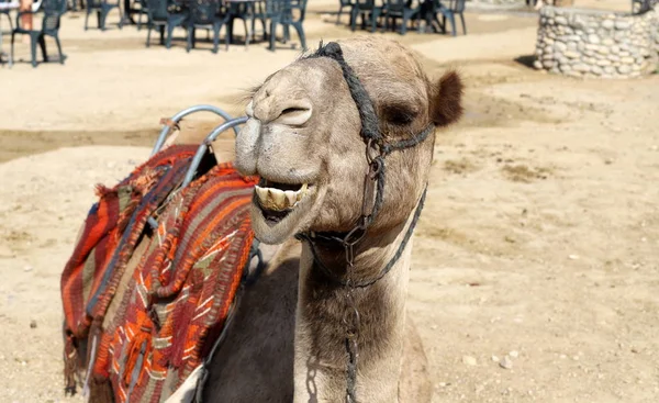 Camelos Com Uma Corcunda Vivem Berçário Uma Aldeia Beduína Deserto — Fotografia de Stock