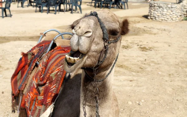 Одногорблені Верблюди Живуть Дитячій Садибі Селі Бедуїн Півдні Ізраїлю — стокове фото