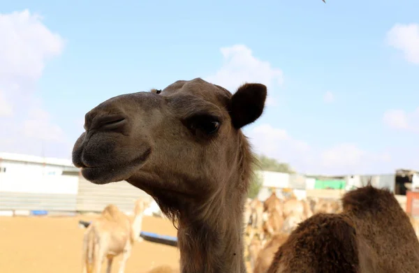 Camelos Com Uma Corcunda Vivem Berçário Uma Aldeia Beduína Deserto — Fotografia de Stock