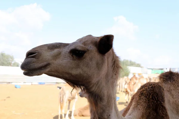 Cammelli Con Una Gobba Vivono Vivaio Villaggio Beduino Nel Deserto — Foto Stock