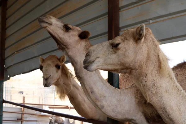 Einbucklige Kamele Leben Einem Kinderzimmer Einem Beduinendorf Der Negev Wüste — Stockfoto