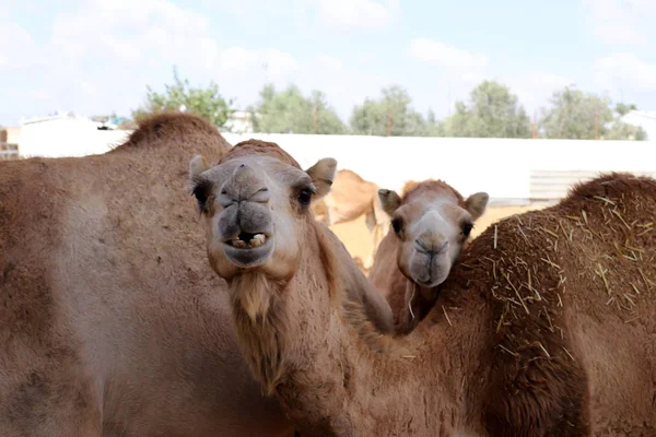 One Humped Camels Live Nursery Bedouin Village Negev Desert Southern — Stock Photo, Image