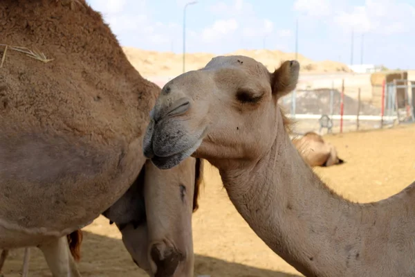 Cammelli Con Una Gobba Vivono Vivaio Villaggio Beduino Nel Deserto — Foto Stock