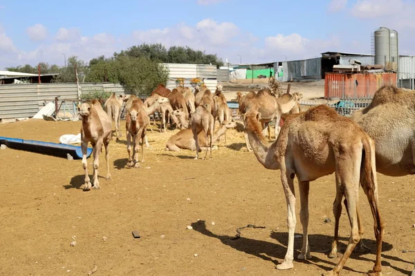 Camelos Com Uma Corcunda Vivem Berçário Uma Aldeia Beduína Deserto — Fotografia de Stock