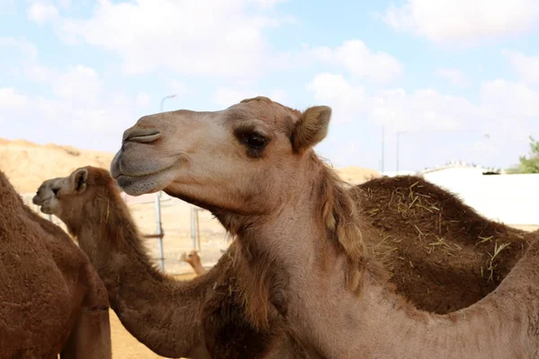 Einbucklige Kamele Leben Einem Kinderzimmer Einem Beduinendorf Der Negev Wüste — Stockfoto