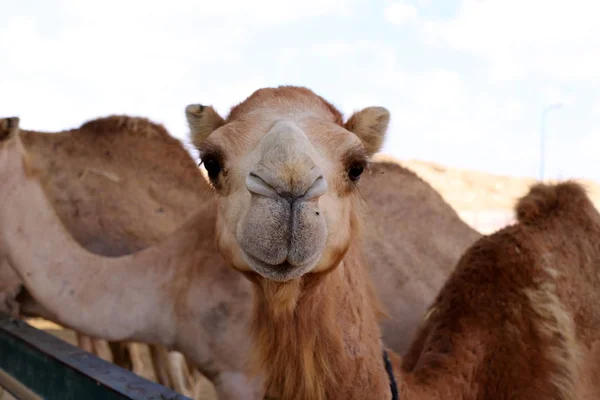 Einbucklige Kamele Leben Einem Kinderzimmer Einem Beduinendorf Der Negev Wüste — Stockfoto