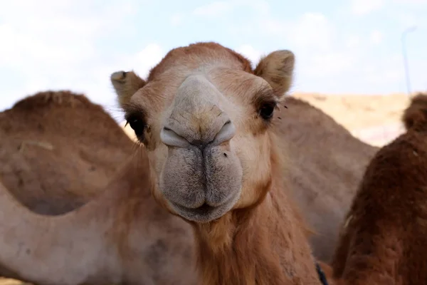 Camellos Una Joroba Viven Vivero Una Aldea Beduina Desierto Del —  Fotos de Stock