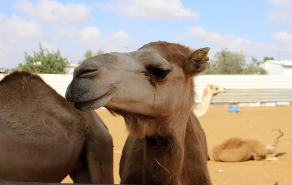 Cammelli Con Una Gobba Vivono Vivaio Villaggio Beduino Nel Deserto — Foto Stock