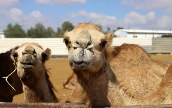 Cammelli Con Una Gobba Vivono Vivaio Villaggio Beduino Nel Deserto — Foto Stock