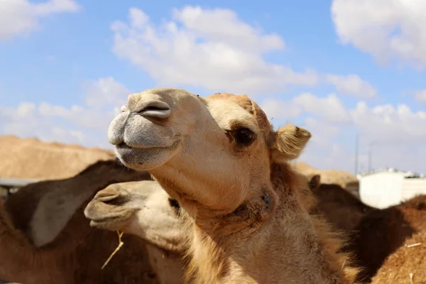 Camelos Com Uma Corcunda Vivem Berçário Uma Aldeia Beduína Deserto — Fotografia de Stock