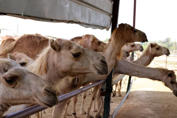 Camellos Una Joroba Viven Vivero Una Aldea Beduina Desierto Del — Foto de Stock