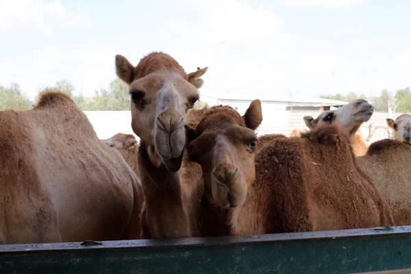 Camellos Una Joroba Viven Vivero Una Aldea Beduina Desierto Del — Foto de Stock