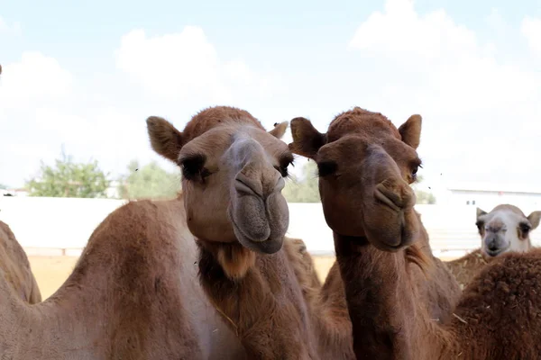 Cammelli Con Una Gobba Vivono Vivaio Villaggio Beduino Nel Deserto — Foto Stock