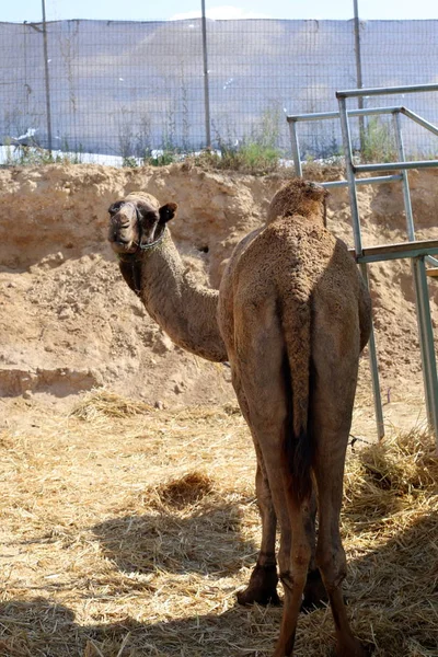 Cammelli Con Una Gobba Vivono Vivaio Villaggio Beduino Nel Deserto — Foto Stock