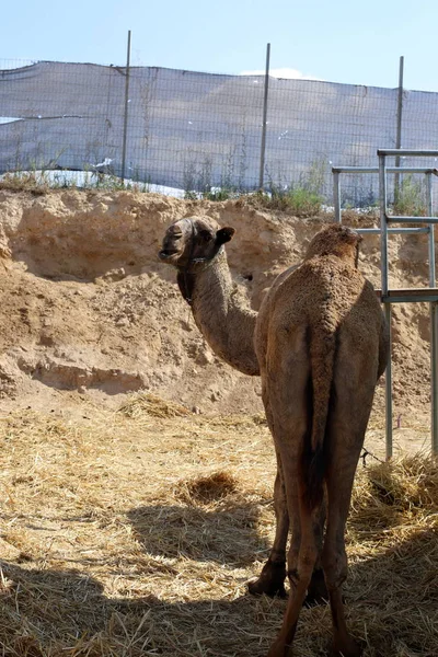 Cammelli Con Una Gobba Vivono Vivaio Villaggio Beduino Nel Deserto — Foto Stock