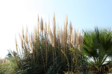 Sazlıklar İsrail devletinin kuzeyindeki bir şehir parkında yetişiyor. 