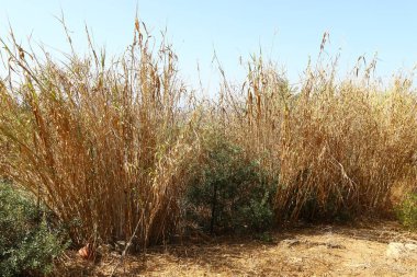 Sazlıklar İsrail devletinin kuzeyindeki bir şehir parkında yetişiyor. 