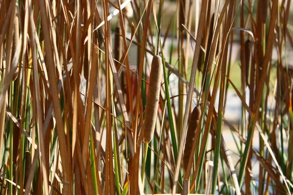 Reeds Grow City Park North State Israel — Stock Photo, Image