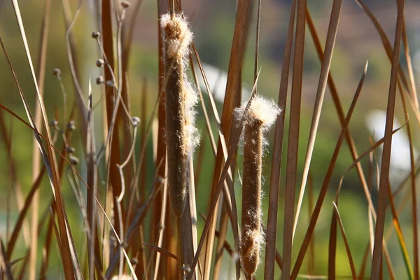 Riet Groeit Een Stadspark Het Noorden Van Staat Israël — Stockfoto